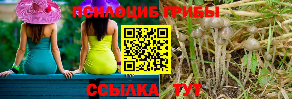 Галлюциногенные грибы Psilocybine cubensis Солнечногорск